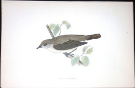 Garden Warbler Rev Morris Antique History of British Birds 130 Years-Old Engraving-121