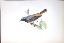 Redstart Rev Morris Antique History of British Birds 130 Years-Old Engraving-100