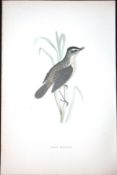 Sedge Warbler Rev Morris Antique History of British Birds 130 Years-Old Engraving-110