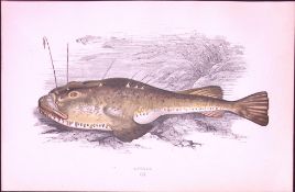 Angler Fish Antique 1877 J. Couch Woodblock Scarce Engraving-238