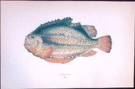 Lump Fish Antique 1877 J. Couch Woodblock Scarce Engraving-236