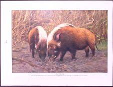 Wild Swine & River Hogs Antique Double-Sided Colour Plate-50