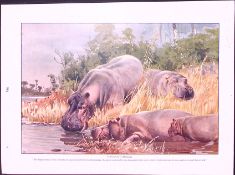 Hippopotamuses & Asiatic Malay Tapirs Antique Double-Sided Colour Plate-48