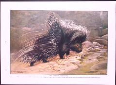 The Common Porcupine & The Beaver Antique Double-Sided Colour Plate-53