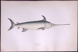 Swordfish Fish Scarce Antique 1877 Johnathan Couch Woodblock Engraving-59