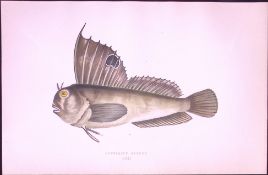 Butterfly Blenny Fish Antique 1877 J. Couch Woodblock Scarce Engraving-240