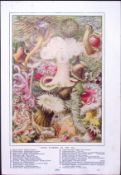 Living Flowers of The Sea, Antique Double-Sided Colour Plate-15