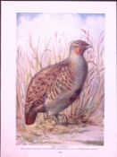 Grey Patridge & Dove Birds Antique 115-Year-Old Double-Sided Colour Plate-2