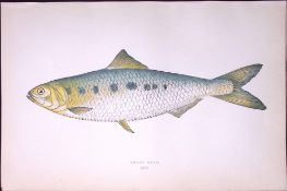 Twait Shad Fish Scarce Antique 1877 Johnathan Couch Woodblock Engraving-117