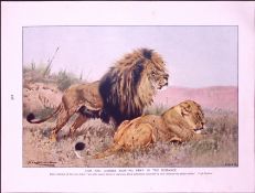 Lion & Lioness Sighting Prey Antique Double-Sided Colour Plate-36
