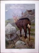 Chamois Goat Antelope Antique Double-Sided Colour Plate-25
