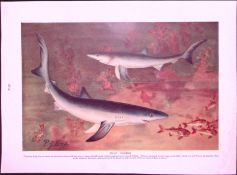 Blue Sharks & Soft Tortoise Antique Double-Sided Colour Plate-8
