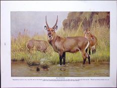 Waterbucks, & Blackbucks Antique Double-Sided Colour Plate-17