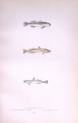 Speckled, Transparant Goby Fish Antique 1877 J. Couch Woodblock Engraving-233