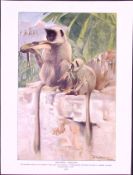 Hanuman Monkeys & Group of Macaques Antique Double-Sided Colour Plate-40