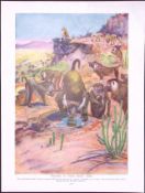 Troop of Baboons & Mandrill Monkey Antique Double-Sided Colour Plate-41
