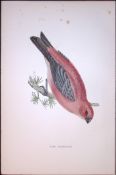 Pine Grossbeak Rev Morris Antique History of British Birds 130 Years-Old Engraving-58