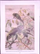 Chameleons & Horned Viper Antique Double-Sided Colour Plate-10