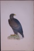 Erne Rev Morris Antique History of British Birds 130 Years-Old Engraving-13