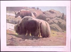 Domesticated Yak Antique Double-Sided Colour Plate-54