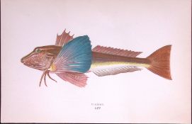 Tubfish Scarce Antique 1877 Johnathan Couch Woodblock Engraving-62