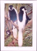 Guereza Monkeys & Python Snake Antique Double-Sided Colour Plate-44