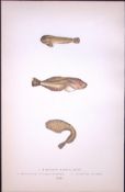 Montagu’s & Network Suckers Antique 1877 J. Couch Woodblock Engraving-251