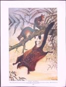 Flying & European Squirrels Antique Double-Sided Colour Plate-55