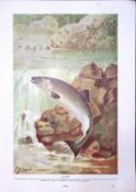 Salmon, Chimaera, Fish Antique Double-Sided Colour Plate-13
