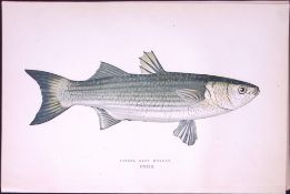 Lesser Gray Mullet Fish Scarce Antique 1877 J. Couch Woodblock Engraving-75
