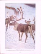 The Red Deer & Scandinavian Reindeer Antique Double-Sided Colour Plate-52