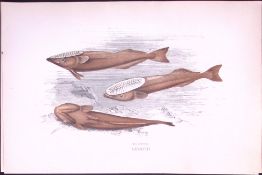 Remora Fish Scarce Antique 1877 J. Couch Woodblock Engraving-228