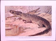 Wall Lizards & Nile Crocodile Antique Double-Sided Colour Plate-7
