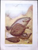 Halibut, Brill, Plaice, Pike, Fishes Antique Double-Sided Colour Plate-12