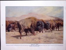 American Bison & European Bison Antique Double-Sided Colour Plate-21