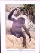 The Gorilla & Orangutan Antique Double-Sided Colour Plate-42