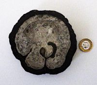 A Fossil Vaccinites From Greece 100 Million Years Old