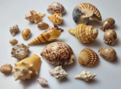Collection of Sea Shells