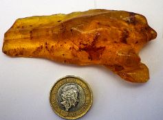 A Piece of Natural Amber With Nine Insect Inclusions 21g.