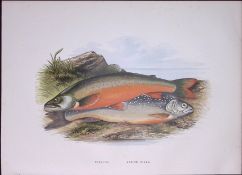 Torgoch Or Welsh Charr Rev Houghton British Freshwater Fish 1879 Scarce Engraving-8