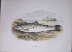 Lochleven Trout Rev Houghton British Freshwater Fish 1879 Scarce Engraving-13