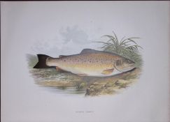 Common Trout Rev Houghton British Freshwater Fish 1879 Scarce Wood Engraving-16