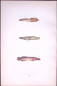 Connemara Sucker Fish Antique 1877 J. Couch Woodblock Scarce Engraving-249