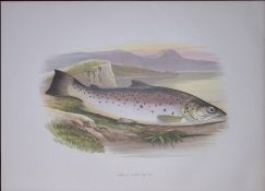 Great Lake Trout Rev Houghton British Freshwater Fish 1879 Scarce Engraving-11