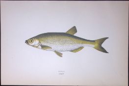 Bleak Fish Scarce Antique 1877 J. Couch Woodblock Engraving-132