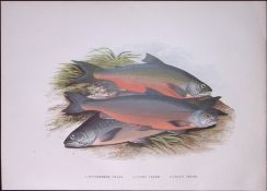 Windermere, Cole’s, Gray’s Charr Rev Houghton British Freshwater Fish 1879 Scarce Engraving-7