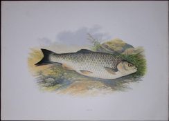 Chub Rev Houghton British Freshwater Fish 1879 Scarce Engraving-33