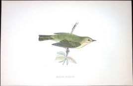 Willow Warbler Rev Morris Antique History of British Birds 130 Years-Old Engraving-125