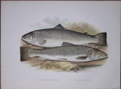 Short Headed Salmon Rev Houghton British Freshwater Fish 1879 Scarce Wood Engraving-17