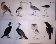 Job-Lot Rev Morris Cormorants, Stilt, Redwing 1888 Antique Lithographs -16